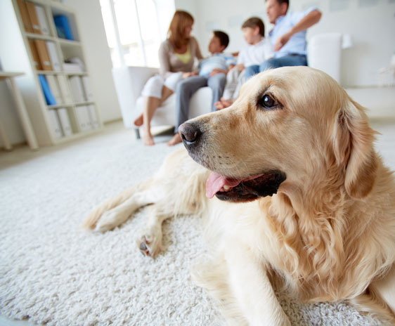 pet odor removal service needed to remove the smell of the family dog who is shown